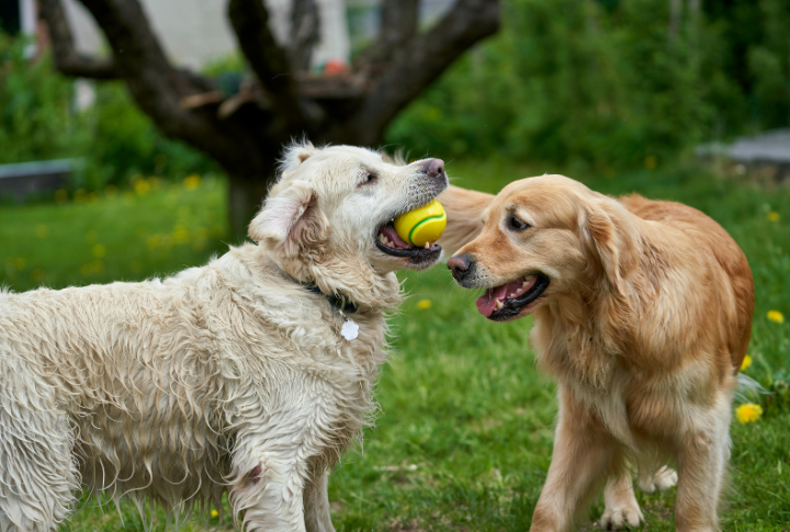 Socialization And Group Play Policies