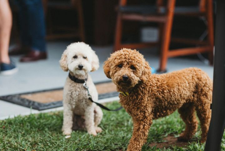 Poodle