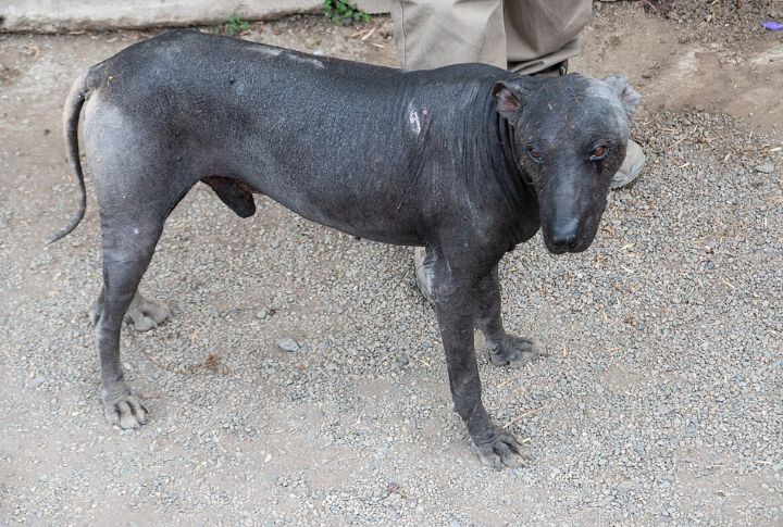 This Breed Rarely Barks Without Cause