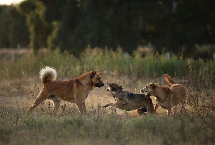 Other Dogs Barking Blocks Away