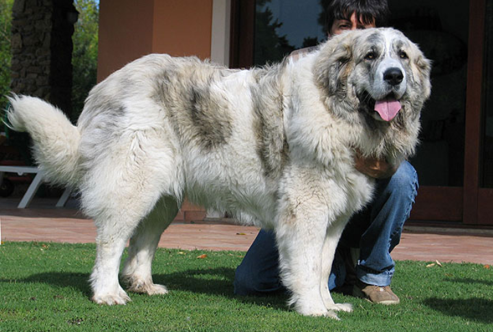Pyrenean Mastiff