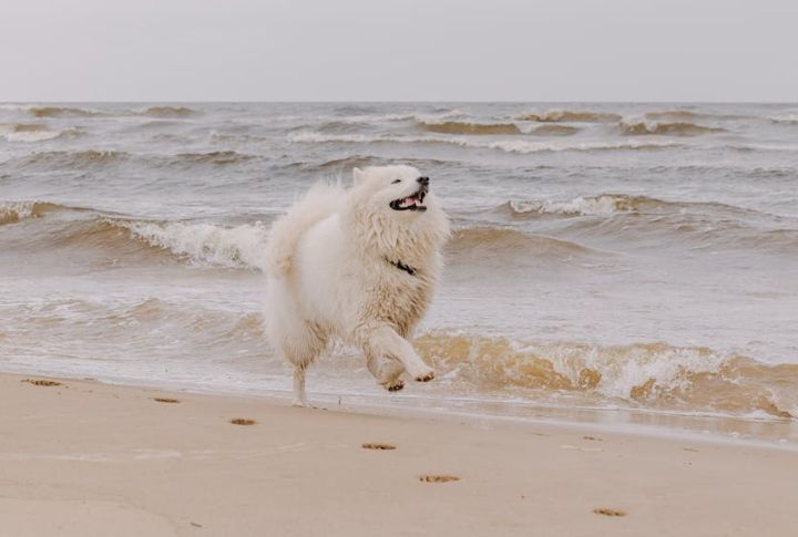 Zoomies Strike Out Of Nowhere