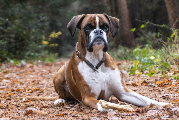 Boxer – Lymphoma