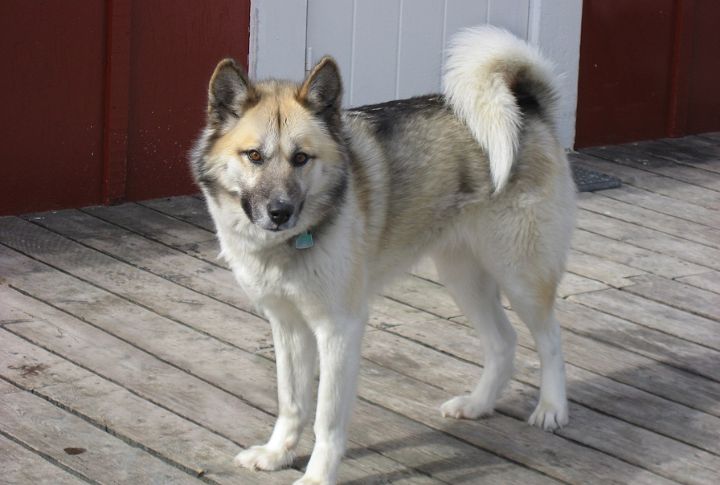 Protected By Greenlandic Law