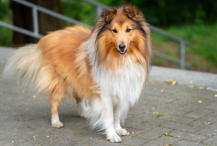 Sable For A Shetland Sheepdog