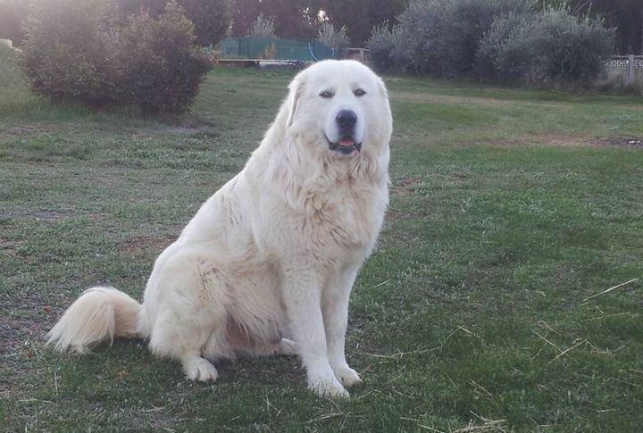 Maremma Sheepdog
