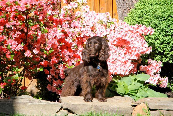 Boykin Spaniel