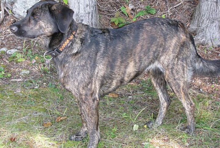 Treeing Tennessee Brindle