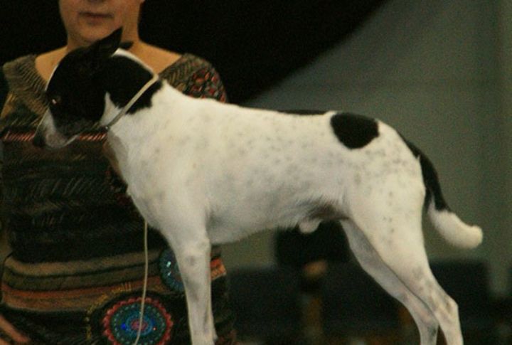 Loyal And Alert Companions