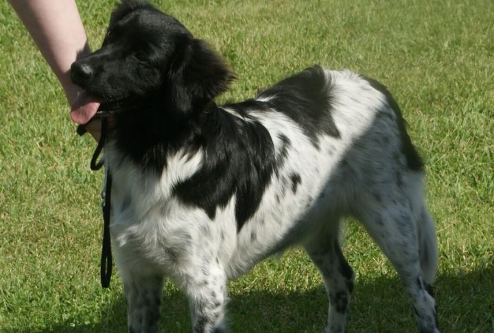 Loyal Yet Independent