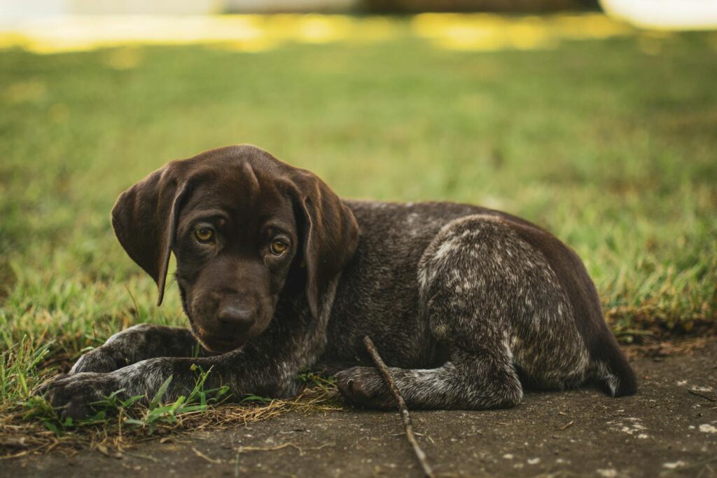 Adorable German Shorthaired Pointer puppy resting on grass, capturing a playful and serene moment.