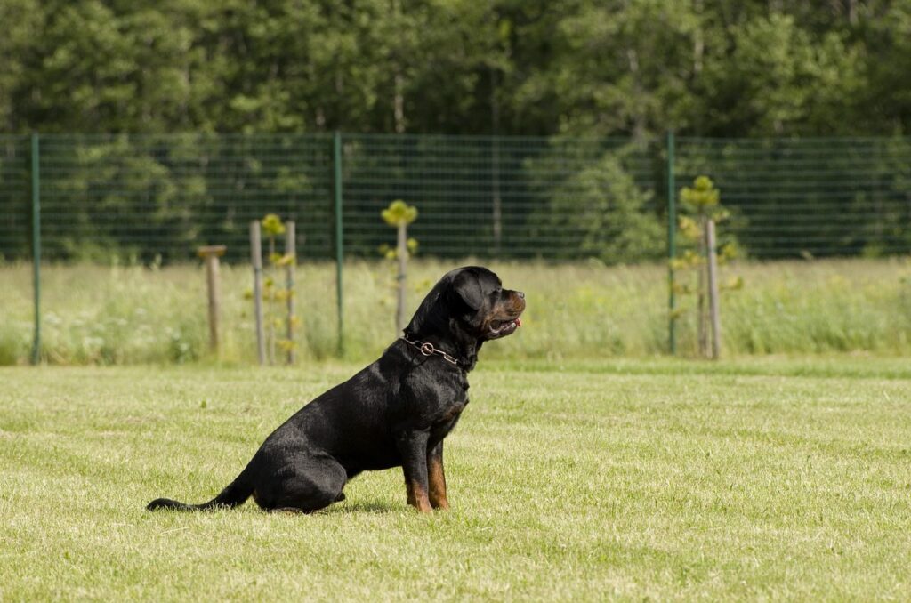 rottweiler, dog, animal, competition, pet, sitting