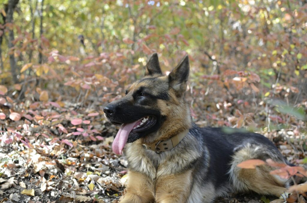 a german shepherd laying on the ground in the woods
