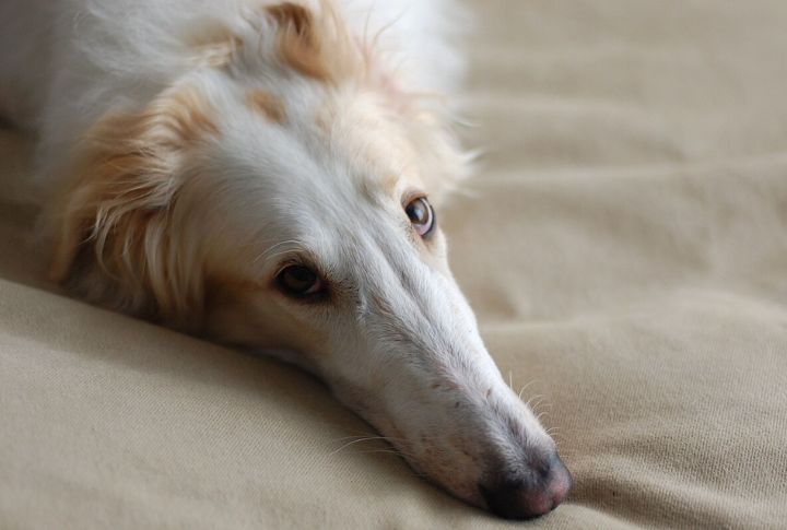 Distinctive Long And Narrow Head Shape