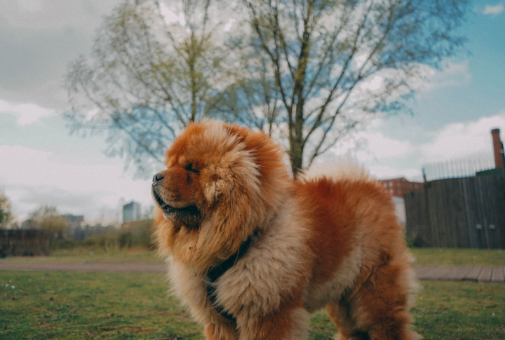 They're Closely Related To Other Spitz Breeds