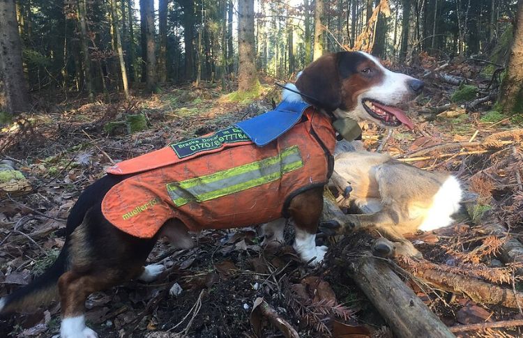 Hunting Skills And Field Capabilities