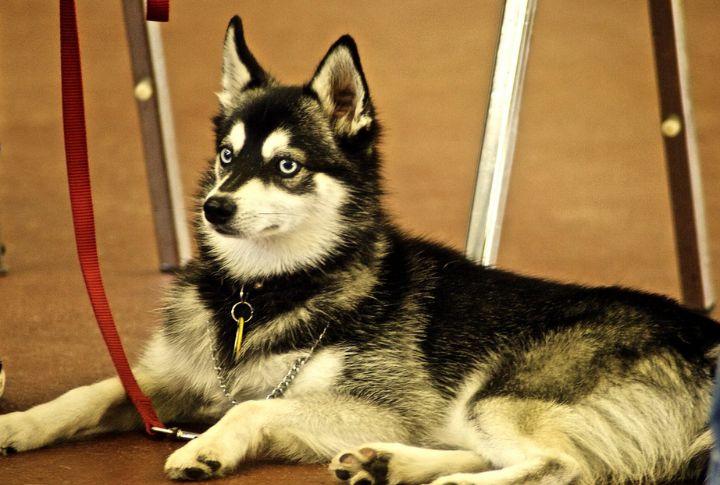Alaskan Klee Kai