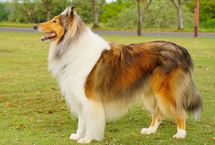 American Working Collie (Early Type)