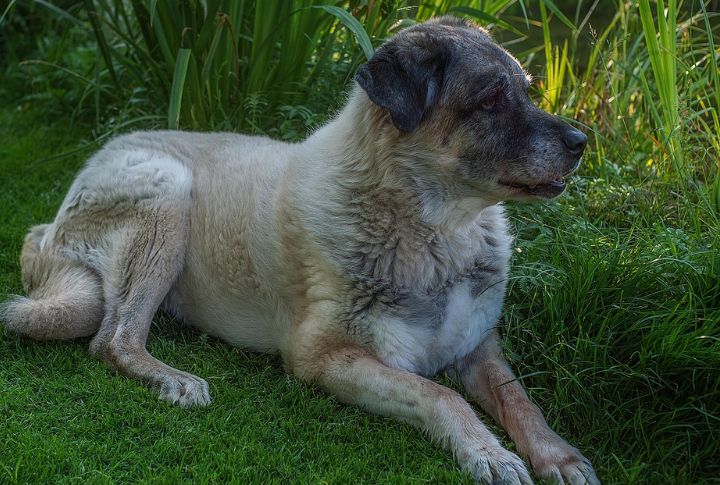Kangal Dog