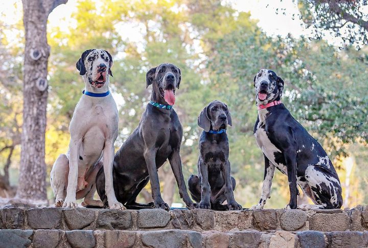 Great Dane