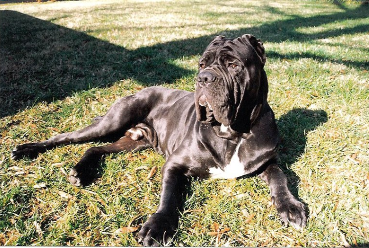 Neapolitan Mastiff