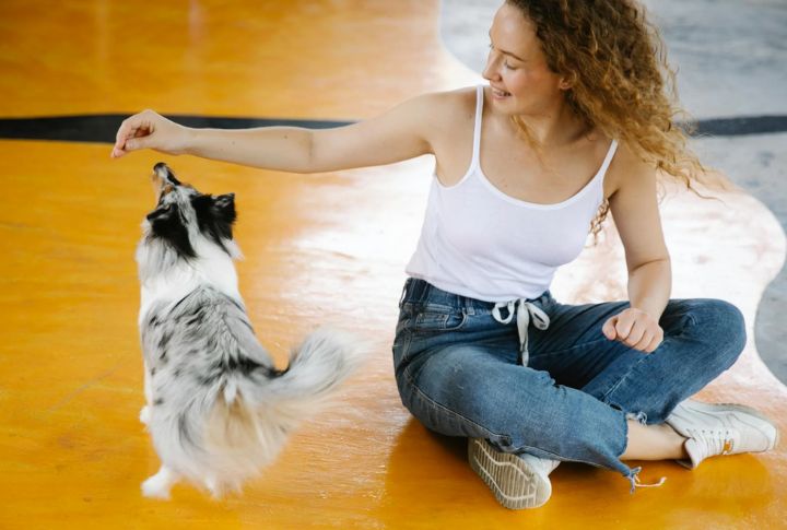 Avoid Interrupting Owner-Dog Training Moments