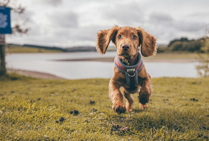 Cocker Spaniels