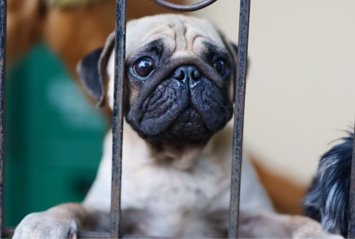 Negative Crate Experiences Create Aversion