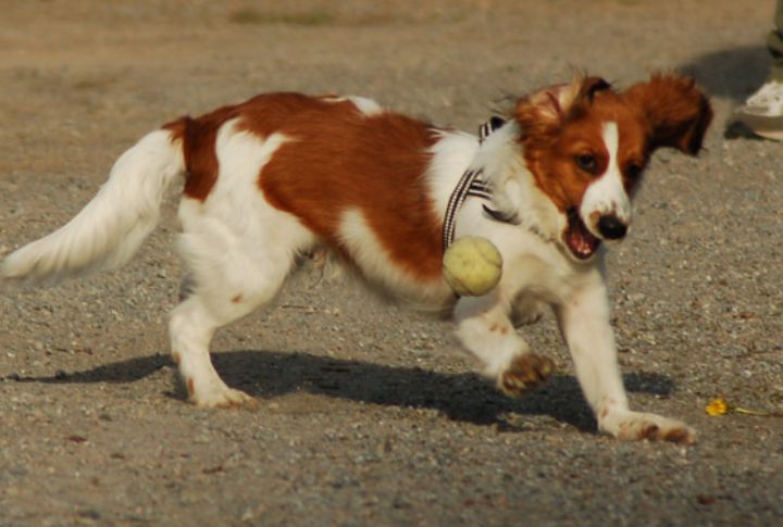 Role In Hunting And Sporting Activities