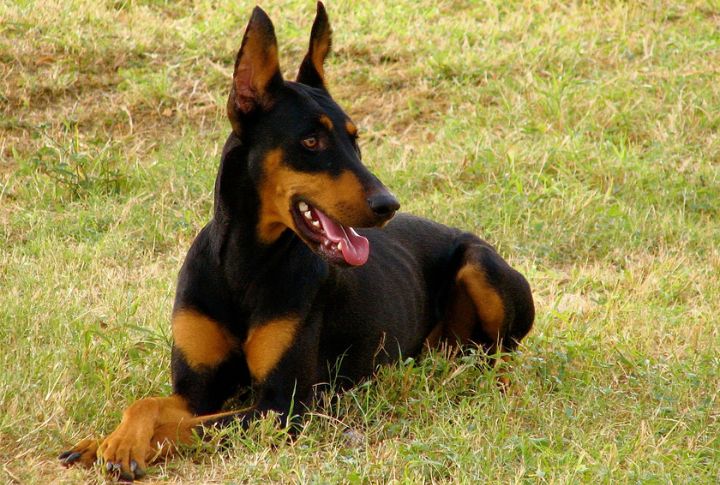 Doberman Pinscher
