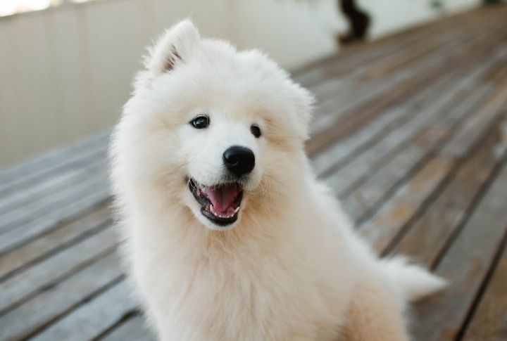 Soft Eyes And A “Sammy Smile”