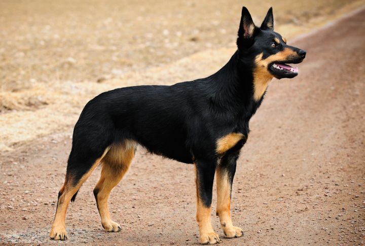 Kelpie