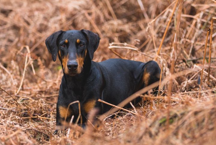 Doberman Pinscher – Dilated Cardiomyopathy (DCM)