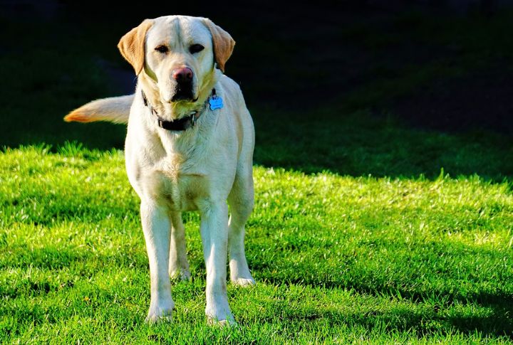 Velvet For A Labrador Retriever