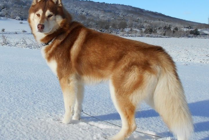 Siberian Husky


