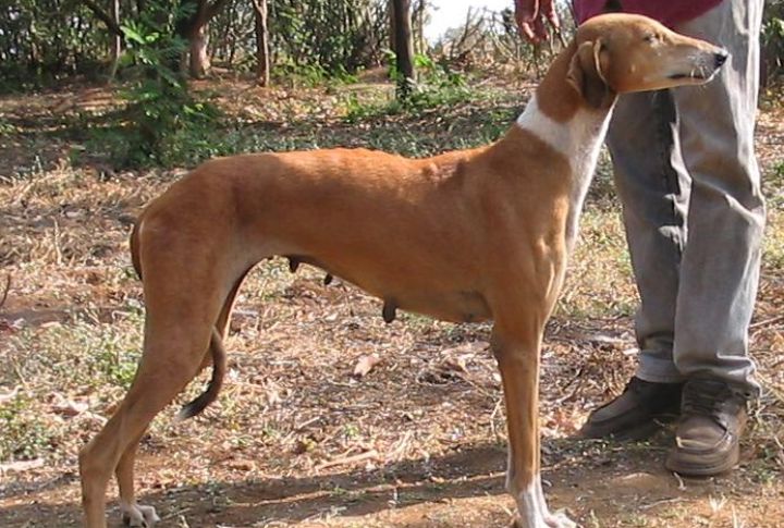 Training Approaches For Optimal Behavior