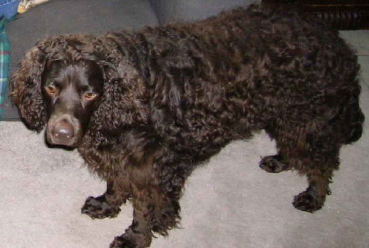 American Water Spaniel