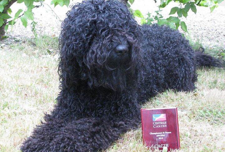 The Barbet’s Recognition By Kennel Clubs
