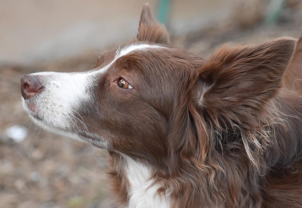 border collie, collie, dog, pet, nature, animal, sheepdog, domestic dog, canine, fur, mammal, outdoors, portrait