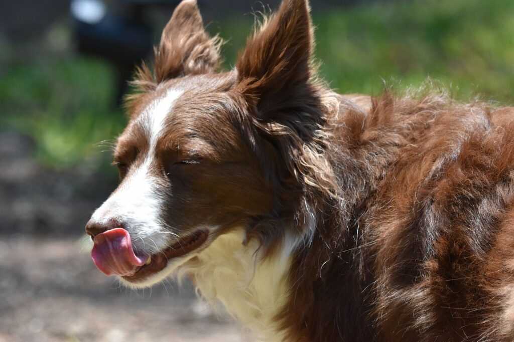 border collie, beautiful nature, 4k wallpaper 1920x1080, full hd wallpaper, nature wallpaper, dog, 4k wallpaper, free wallpaper, laptop wallpaper, animal, pet, nature, canine, beautiful wallpaper, collie, mammal, free background, wallpaper hd, outdoors, nature background, cute, portrait, mac wallpaper, windows wallpaper, hd wallpaper, desktop backgrounds, domestic, wallpaper 4k, fur, cool backgrounds, adorable, working dog, wallpaper, yummy