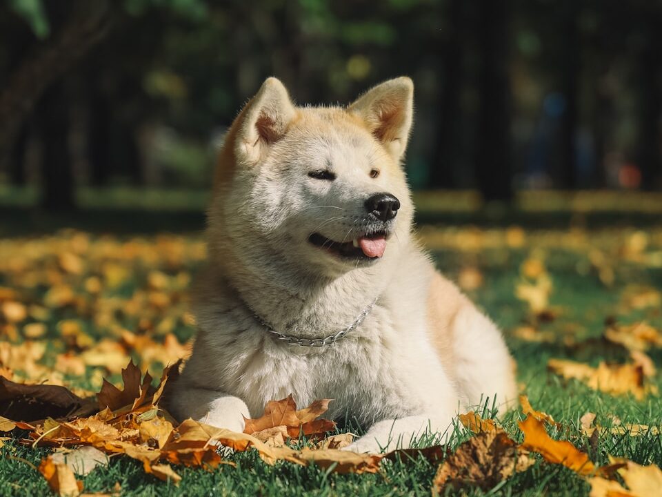 white and gray siberian husky lying on green grass field during daytime