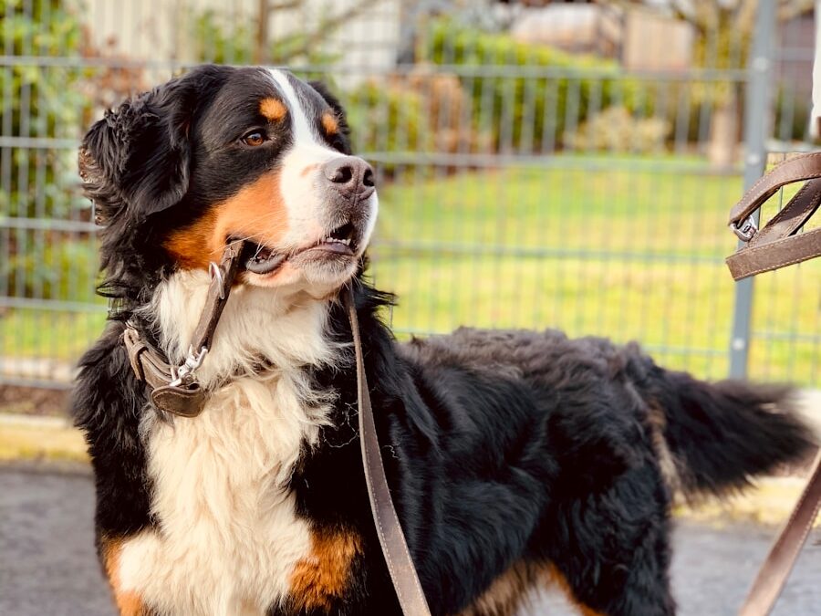 black white and brown bernese mountain dog