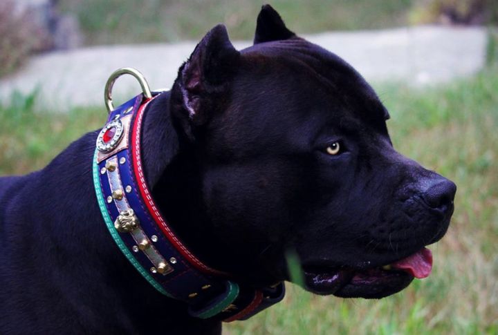 Winston's Dog Protocol Keeps Canines Safe During Chaos