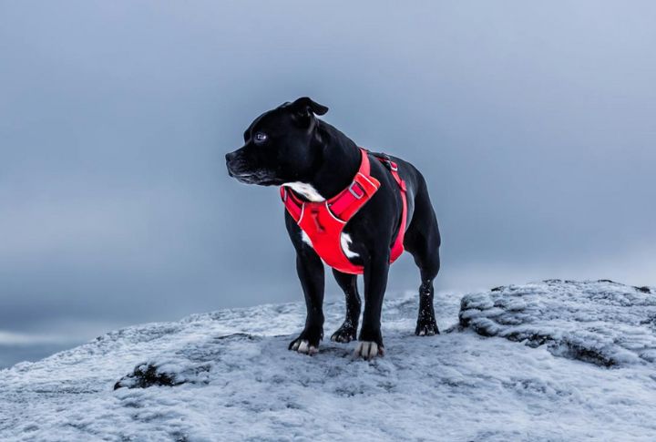 Dogs Remain A Symbol Of John's Humanity