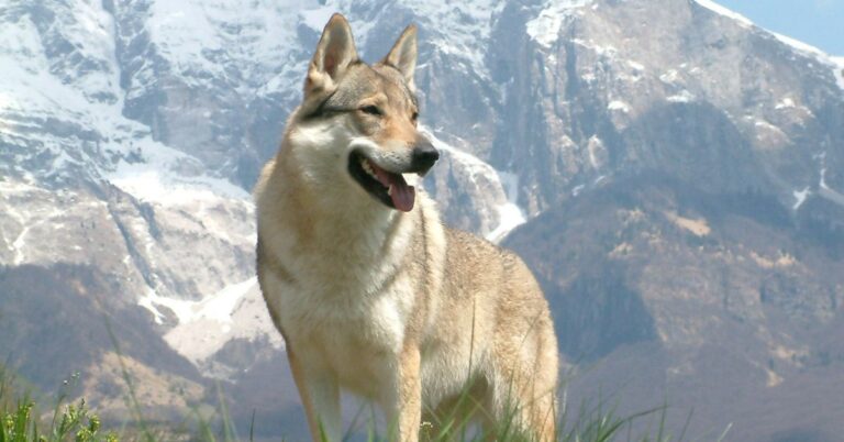 10 Things You Should Know Before Adopting A Czechoslovakian Wolfdog