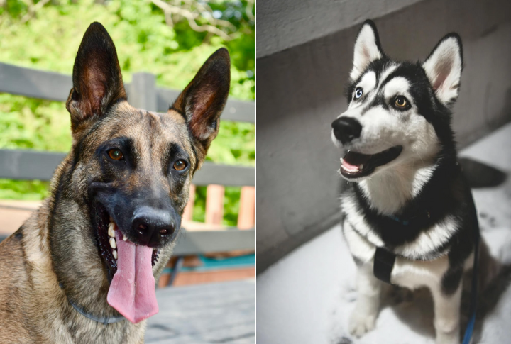 A Hybrid Breed With A Purpose