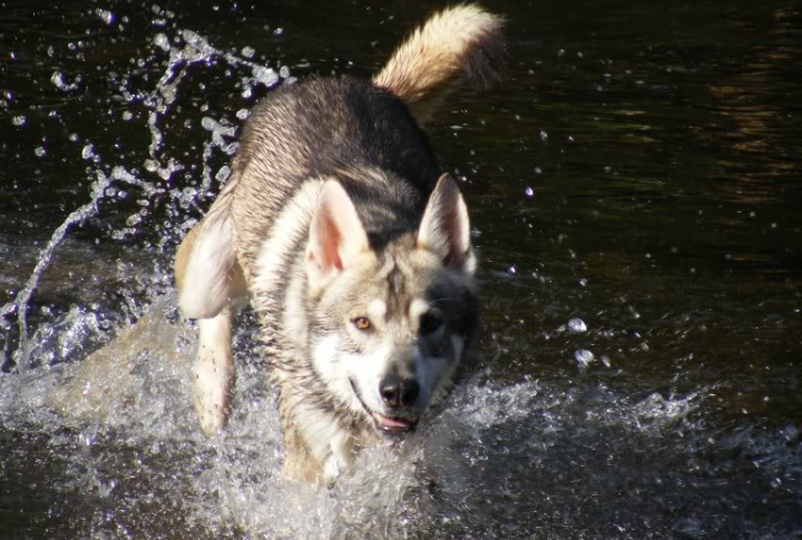 A Natural Athlete With High Stamina