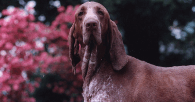 Meet The Bracco Italiano: Italy’s Elegant Scent Hound