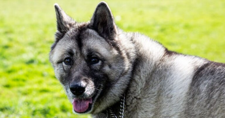 10 Powerful Ways To Help Save The Norwegian Elkhound From Extinction