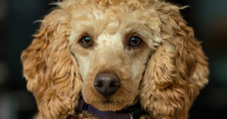 20 Dog Breeds More Likely To Inherit Medical Conditions